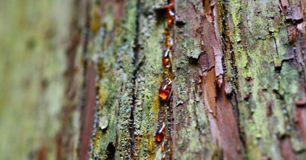 Applying Ice to Harden and Scrape Off Tree Sap